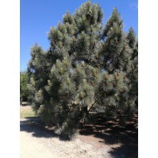 Pinus coulteri Pinus coulteri